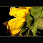 Slunce pozdního léta