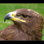 Orel Královský II.