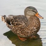 Kacicka