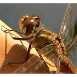 Mezipřistání na klandru