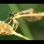 Šidélko počtvrté