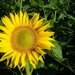 Taká pekná a taká osamelá