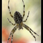 mláďátko křižáka