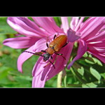 Anastrangalia - tesařík