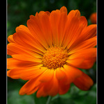 oranžová je nej ... :o) I.