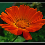 oranžová je nej ... :o) II.