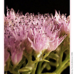 ***THE FLOWERS IN DROPS***