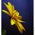 ***DOKONALÁ SOUHRA BAREV***