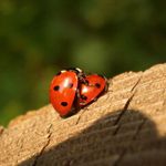 Ve dvou se to lépe táhne :)