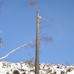 Zlomená borovice