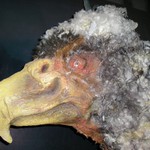 Hlava