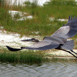 .... volný jako já........