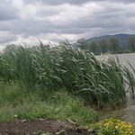 Tam za vodou v rakosí...