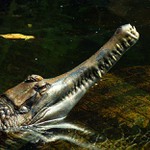 co myslíte...jsou ostré?