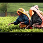 cestovaní SRI LANKA