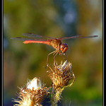 red dragon