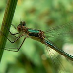 Soukromí šídlatky