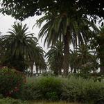 Tuniské rostlinstvo...nádhera