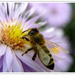 Odpolední siesta II.