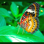 Nong Nooch Tropical Garden, Butterfly Hill