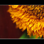 Vzpomínky na ... II.