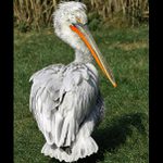 Pelikán