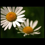 *** \"Kopretinofka\" ***