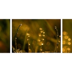 *** Ranní koupel paní rosy ***