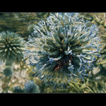 Nostalgická vzpomínka na léto