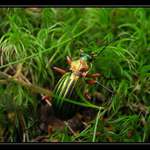 ... to takhle jednou v mechu a kapradí ...