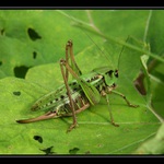 ... to takhle jednou v mechu a kapradí ... II.