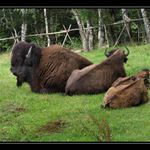 ... to takhle jednou v mechu a kapradí ... III.