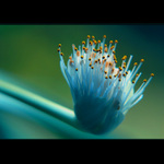 ***TEČKOVANÝ KVĚT***