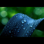 ***ÚSVIT V TRÁVĚ***