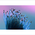 ***SEN O KRŮPĚJÍCH***