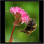 *** leze leze ... jen tak tam ale nevyleze ***