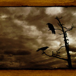 Odin´s Ravens (Hugin a Munin)