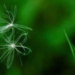 Spoutaní v zeleném