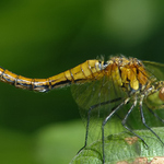 Léto...až se vážky ohýbaly