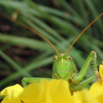 Hop