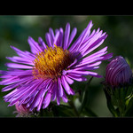 Co roste u plotu...I