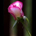 Co roste u plotu...II