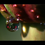 Když růže pláče