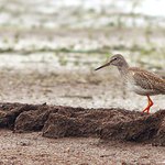 Kaluziak cervenonohy