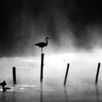 Kdo je na rybníku pánem