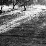 Ranní břízy u Vltavy