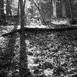 Interiér bukového lesa 2