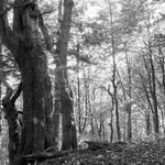  Interiér bukového lesa 3