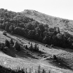 Pastviny u Těrchové