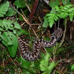 sobotní úlovek při sbírání hřibů